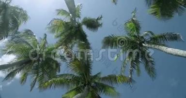 旋转运动抬头望着棕榈树，在风中留下<strong>沙沙声</strong>